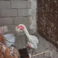 جوجه لاری|حیوانات مزرعه|قاسم‌آباد (خواف), |دیوار