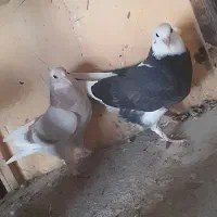 ده تا کفتر|پرنده|تهران, شهرک شریفی|دیوار