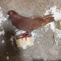 کبوتر