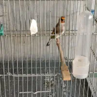 سهره قناری|پرنده|الیگودرز, |دیوار