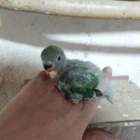 جوجه  برزیلی سرلاکی