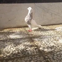 طوقی|پرنده|قم, هفت تیر|دیوار