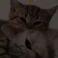 گربه حمایتی