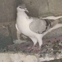 چپ نر