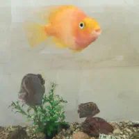 ماهی گوشتخوار