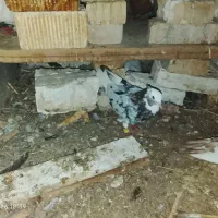 شازده چاپدار