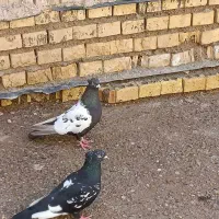 کبوتر|پرنده|سوسنگرد, |دیوار