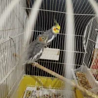 عروس هلندی|پرنده|مهریز, |دیوار