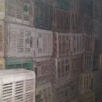 سبدگوجه
