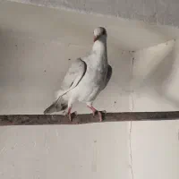 سه عدد کفتر پرشی|پرنده|شیروان (خراسان), |دیوار