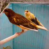 قناری|پرنده|مشهد, وکیل‌آباد|دیوار