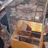 قفس پرنده|لوازم جانبی حیوانات|منجیل, |دیوار