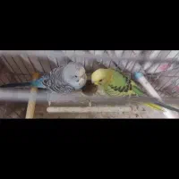 مرغ عشق زینتی