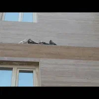 کفتر|پرنده|گرمسار, |دیوار