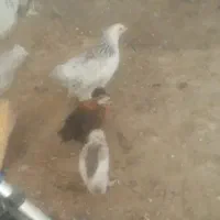 نیمچه برهما