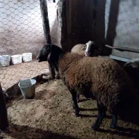 فروش یک عدد نر قزل افشار