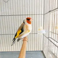 سهره