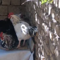 خروس س گلین درجه یک جوان دونه ۶۰۰|حیوانات مزرعه|مبارکه, |دیوار