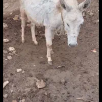 خر ماده گوسفندی