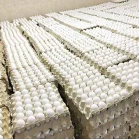 تخم مرغ  با کیفیت و خوش قیمت