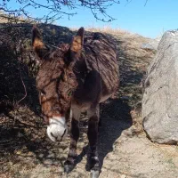 فروشی الاغ جوان