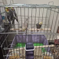 2عدد عروس هلندی|پرنده|کرج, حیدرآباد|دیوار