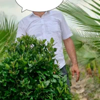 یاس هلندی سبز زمینی و ابلق گلدون۴۵|گل و گیاه طبیعی|آمل, |دیوار