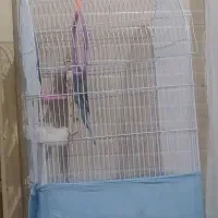 عروس هلندی   باقفس