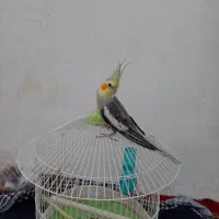 عروس هلندی