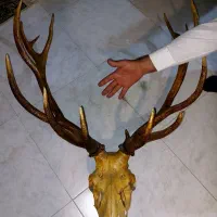 شاخ تزئینی یا دسته چاقو