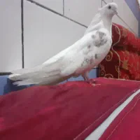 کبوتر دوکت تهرانی ساده و کاکول|پرنده|بندر ماهشهر, |دیوار