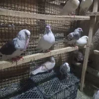 کبوتر