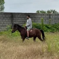 مادیان اسب خزر