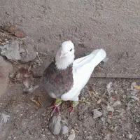 کبوتر‌کلفه|پرنده|اردبیل, |دیوار