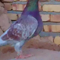 سلام