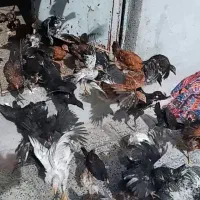 جوجه محلی ۸۰ عدد خوب تمیز