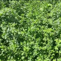 یونجه درجه یک چین چهارم