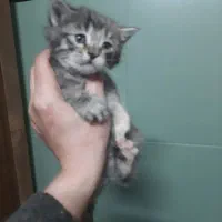 گربه|گربه|گرمدره, |دیوار