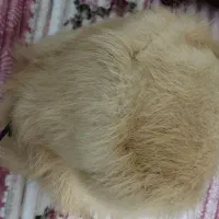 مانتو وکت وکلاه اصل