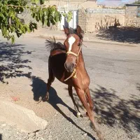 اسب|اسب و تجهیزات اسبسواری|بیلوار, |دیوار