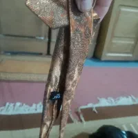 یه عددکت شرواردامادی|لباس|زابل, |دیوار