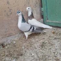 شیش تا پرنده خوشگل