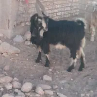 فروشی|حیوانات مزرعه|سمیرم, |دیوار