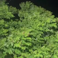 ۱۰۰ تا درخت انار