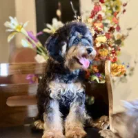 سگ پا کوتاه|سگ|تهران, شهرک چیتگر|دیوار