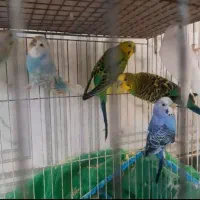 دوجفت مرغ عشق بشرط تخم جوجه تک هم میدم