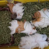 ۹ عدد خوکچه هندی مو بلند با لوازم و یونجه