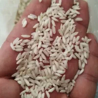 برنج عنبربو اصیل خوزستان ( تیلکی و غرقابی)