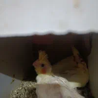 عروس هلندی لوتینومولد باجوجه