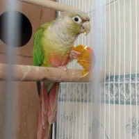 گیرینچیک سرلاکی اناناسی